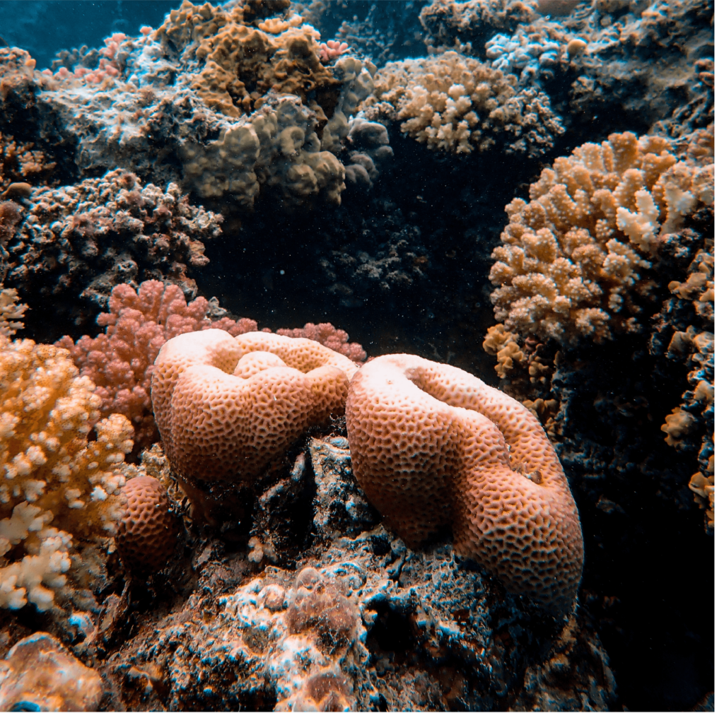 ¿Por qué cuidamos los corales? 01 scaled